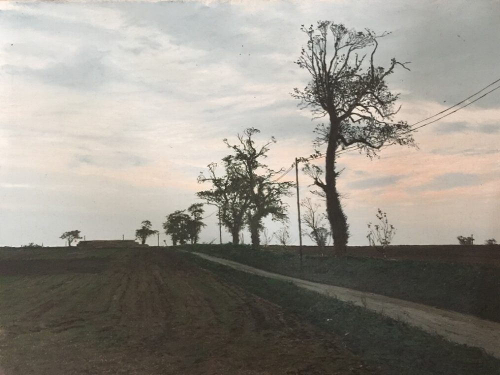 Evening Trees, Mid-Norfolk